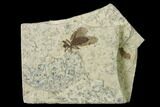 Fossil March Fly (Plecia) - Green River Formation #138484-1